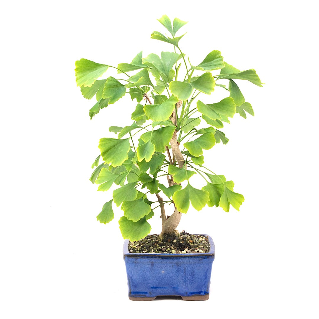 Ginkgo biloba 'Fächerblattbaum'
