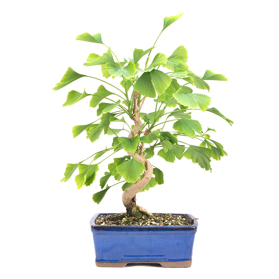 Ginkgo biloba 'Fächerblattbaum'