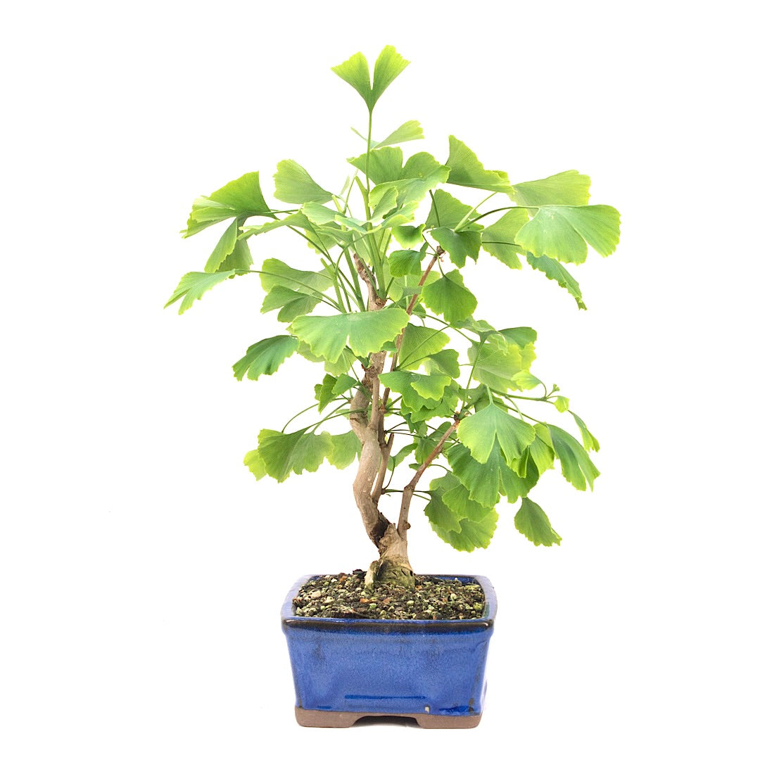 Ginkgo biloba 'Fächerblattbaum'