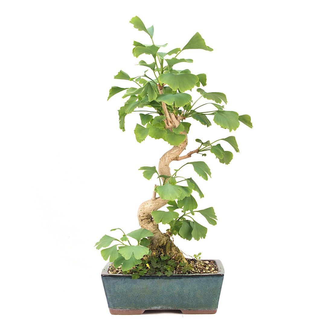 Ginkgo biloba 'Fächerblattbaum'