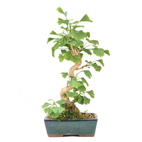 Ginkgo biloba 'Fächerblattbaum'