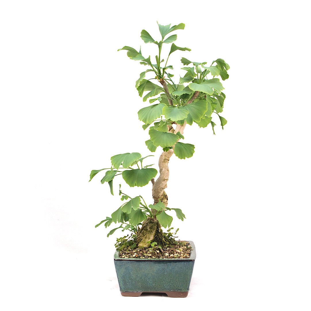 Ginkgo biloba 'Fächerblattbaum'