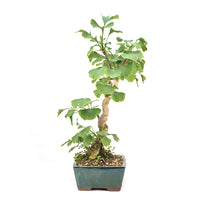 Ginkgo biloba 'Fächerblattbaum'