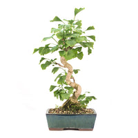 Ginkgo biloba 'Fächerblattbaum'