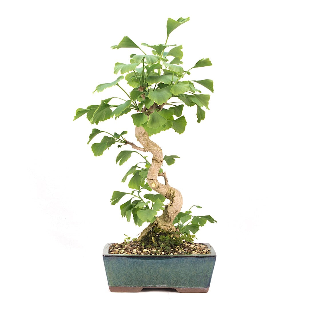 Ginkgo biloba 'Fächerblattbaum'