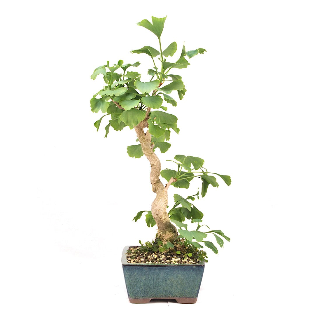 Ginkgo biloba 'Fächerblattbaum'