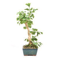 Ginkgo biloba 'Fächerblattbaum'
