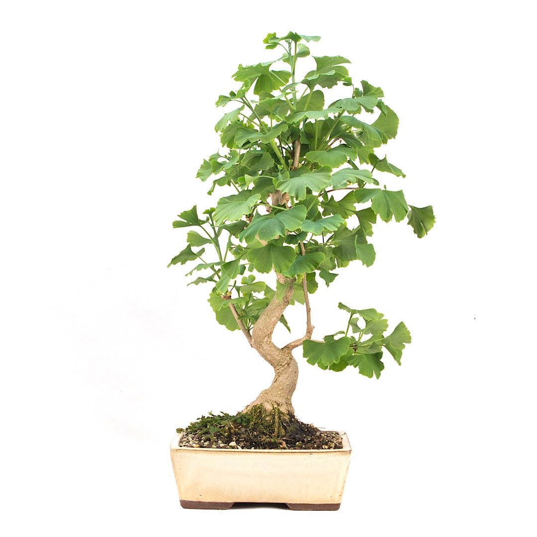 Ginkgo biloba 'Fächerblattbaum'