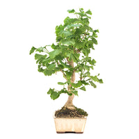 Ginkgo biloba 'Fächerblattbaum'