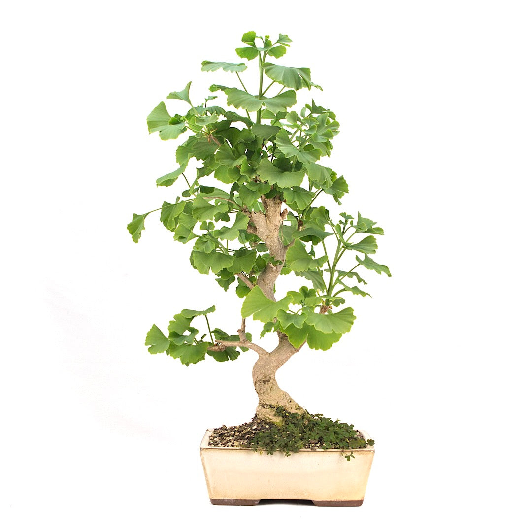 Ginkgo biloba 'Fächerblattbaum'