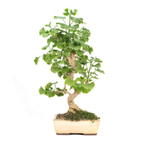 Ginkgo biloba 'Fächerblattbaum'