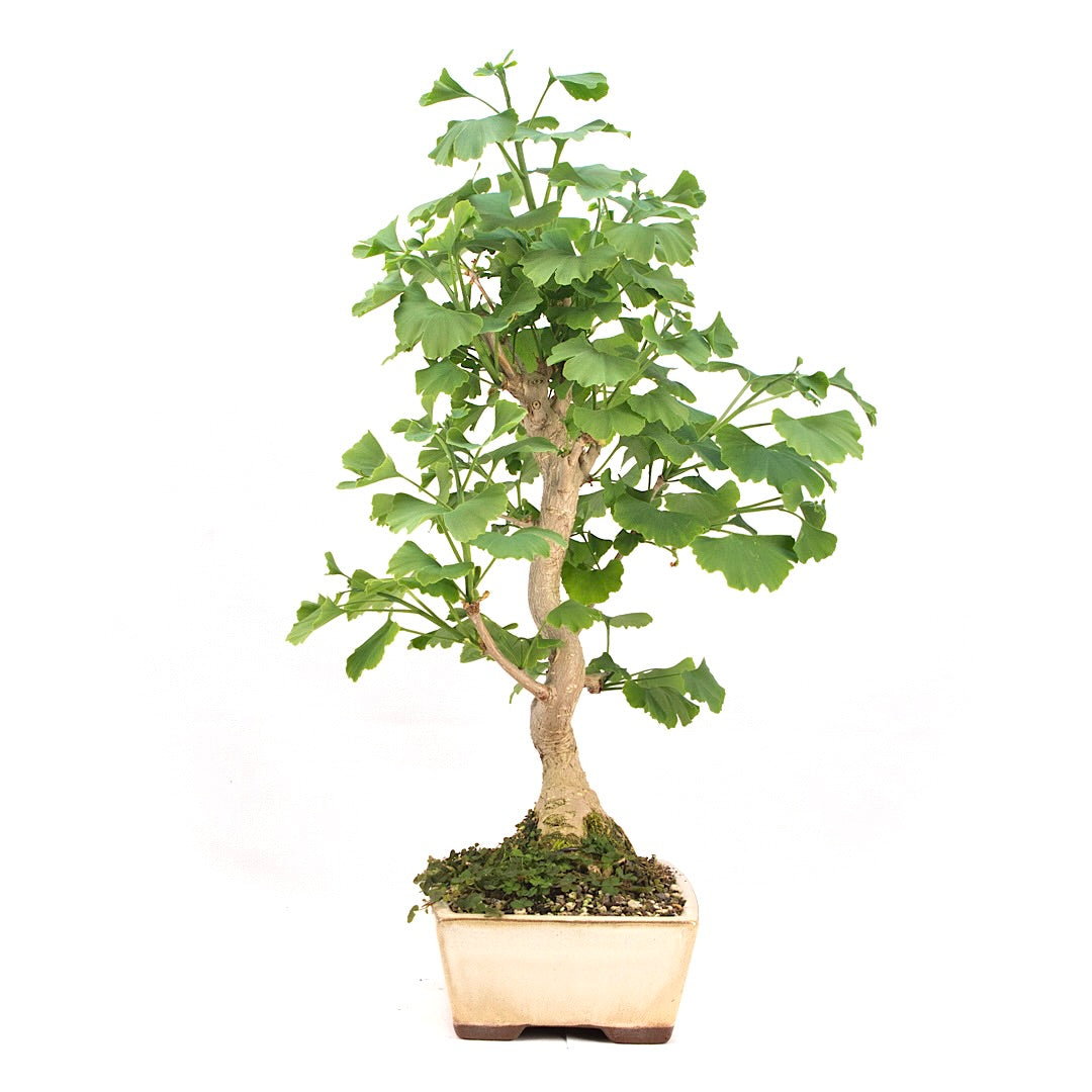 Ginkgo biloba 'Fächerblattbaum'