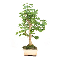 Ginkgo biloba 'Fächerblattbaum'