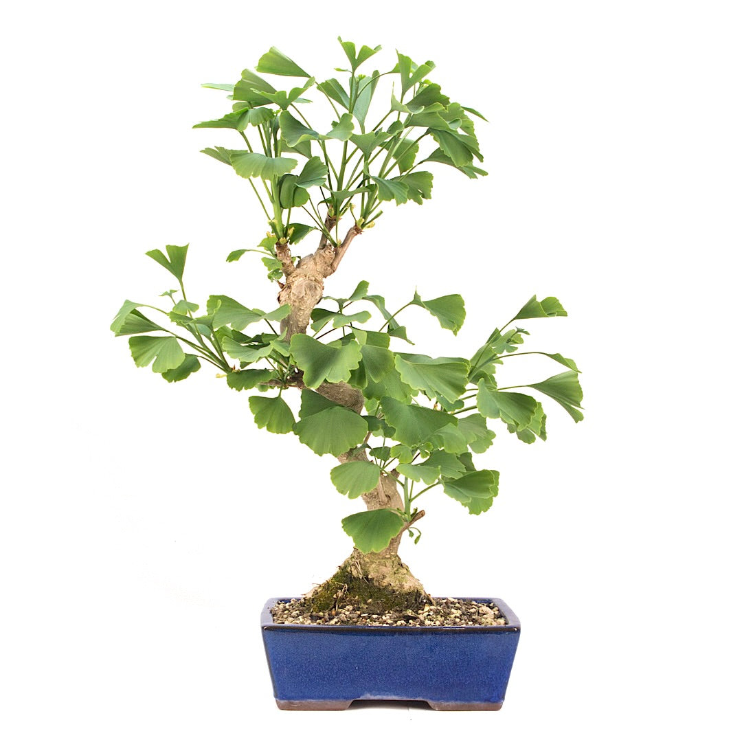 Ginkgo biloba 'Fächerblattbaum'