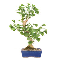 Ginkgo biloba 'Fächerblattbaum'