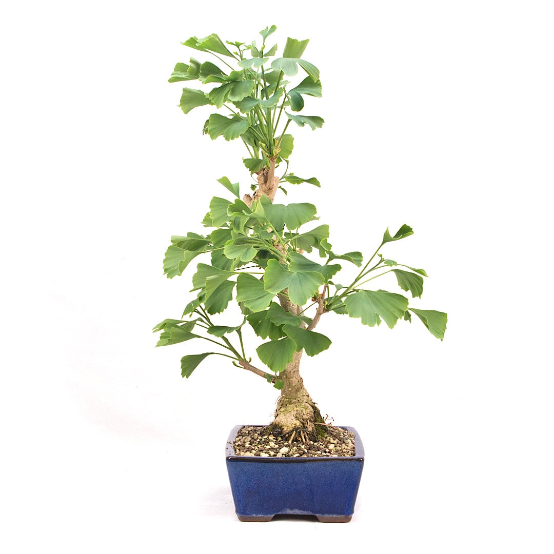 Ginkgo biloba 'Fächerblattbaum'