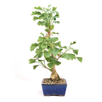 Ginkgo biloba 'Fächerblattbaum'