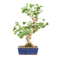 Ginkgo biloba 'Fächerblattbaum'