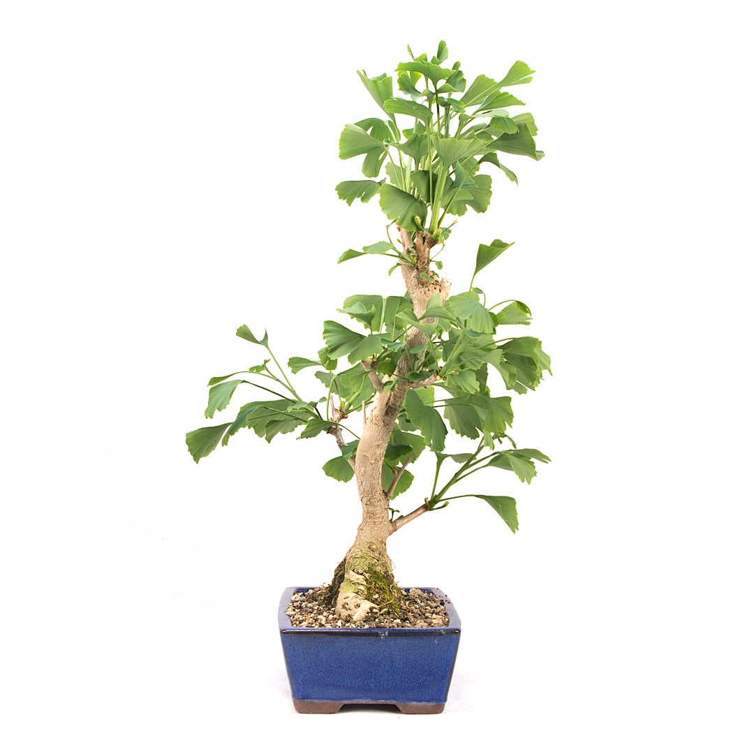 Ginkgo biloba 'Fächerblattbaum'