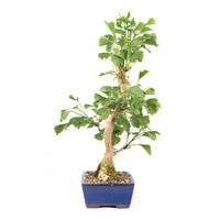 Ginkgo biloba 'Fächerblattbaum'
