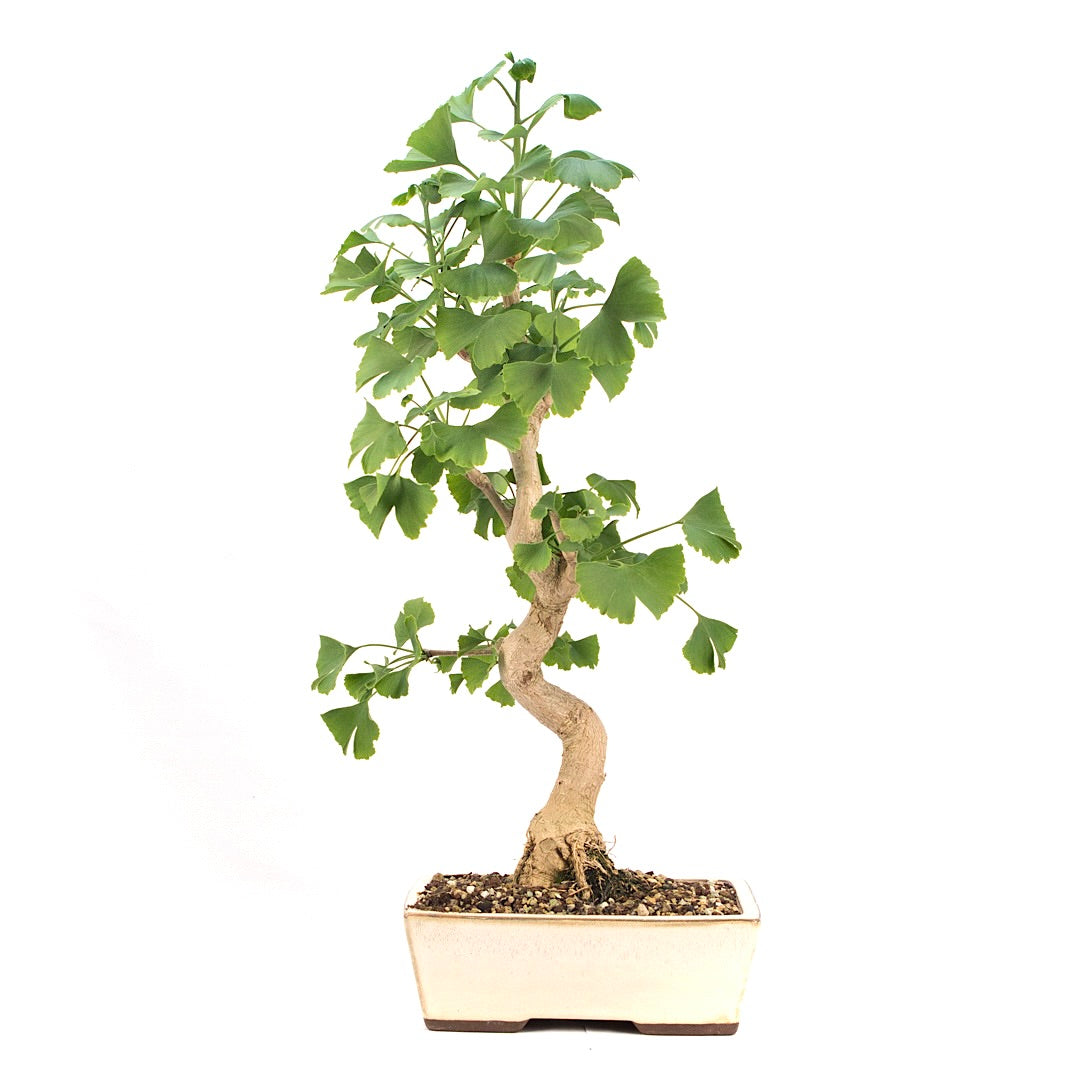 Ginkgo biloba 'Fächerblattbaum'