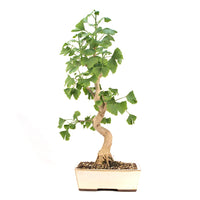 Ginkgo biloba 'Fächerblattbaum'