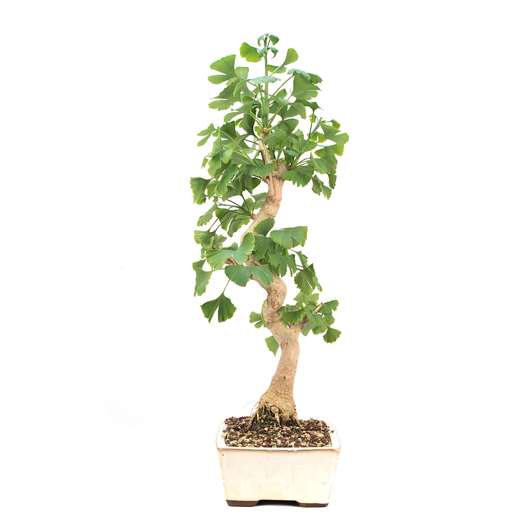 Ginkgo biloba 'Fächerblattbaum'