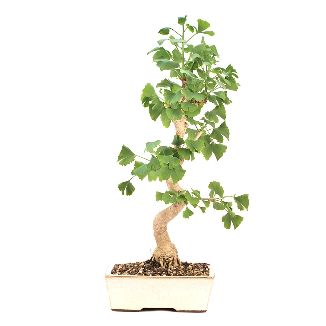Ginkgo biloba 'Fächerblattbaum'