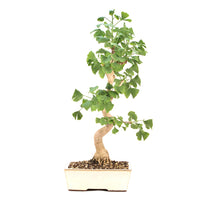 Ginkgo biloba 'Fächerblattbaum'