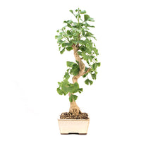 Ginkgo biloba 'Fächerblattbaum'