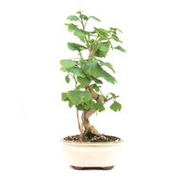 Ginkgo biloba 'Fächerblattbaum'