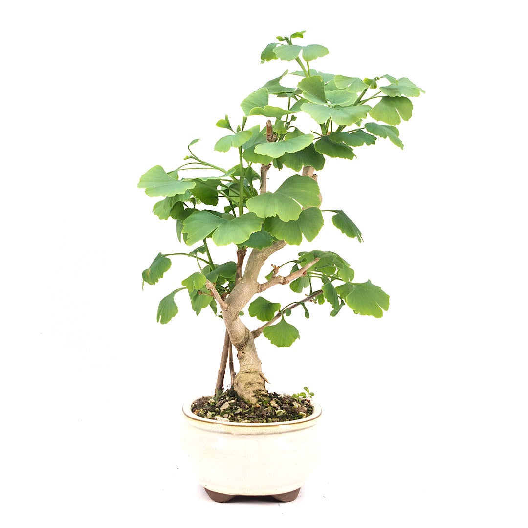 Ginkgo biloba 'Fächerblattbaum'