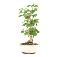 Ginkgo biloba 'Fächerblattbaum'