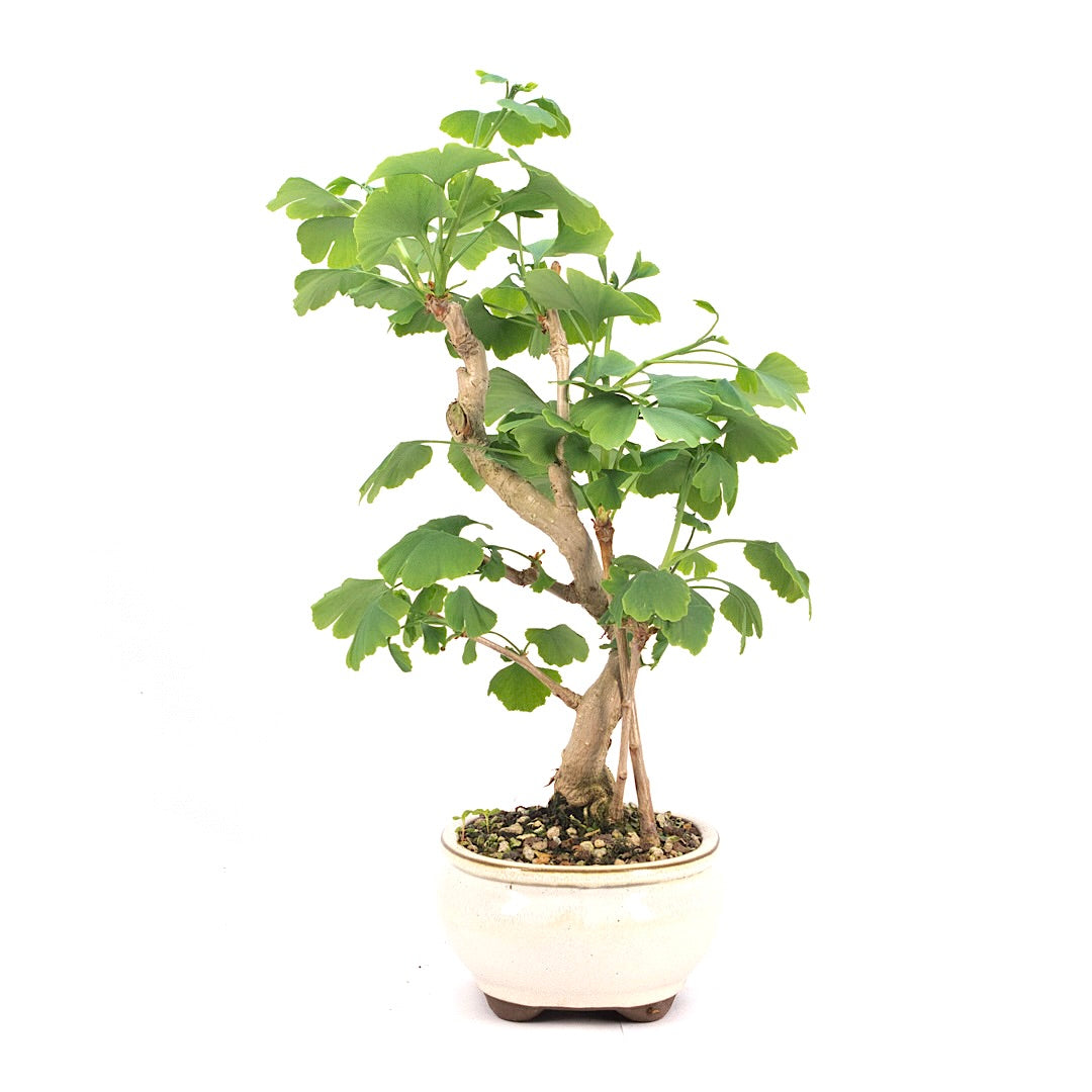 Ginkgo biloba 'Fächerblattbaum'