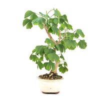 Ginkgo biloba 'Fächerblattbaum'