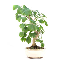 Ginkgo biloba 'Fächerblattbaum'
