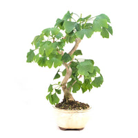 Ginkgo biloba 'Fächerblattbaum'
