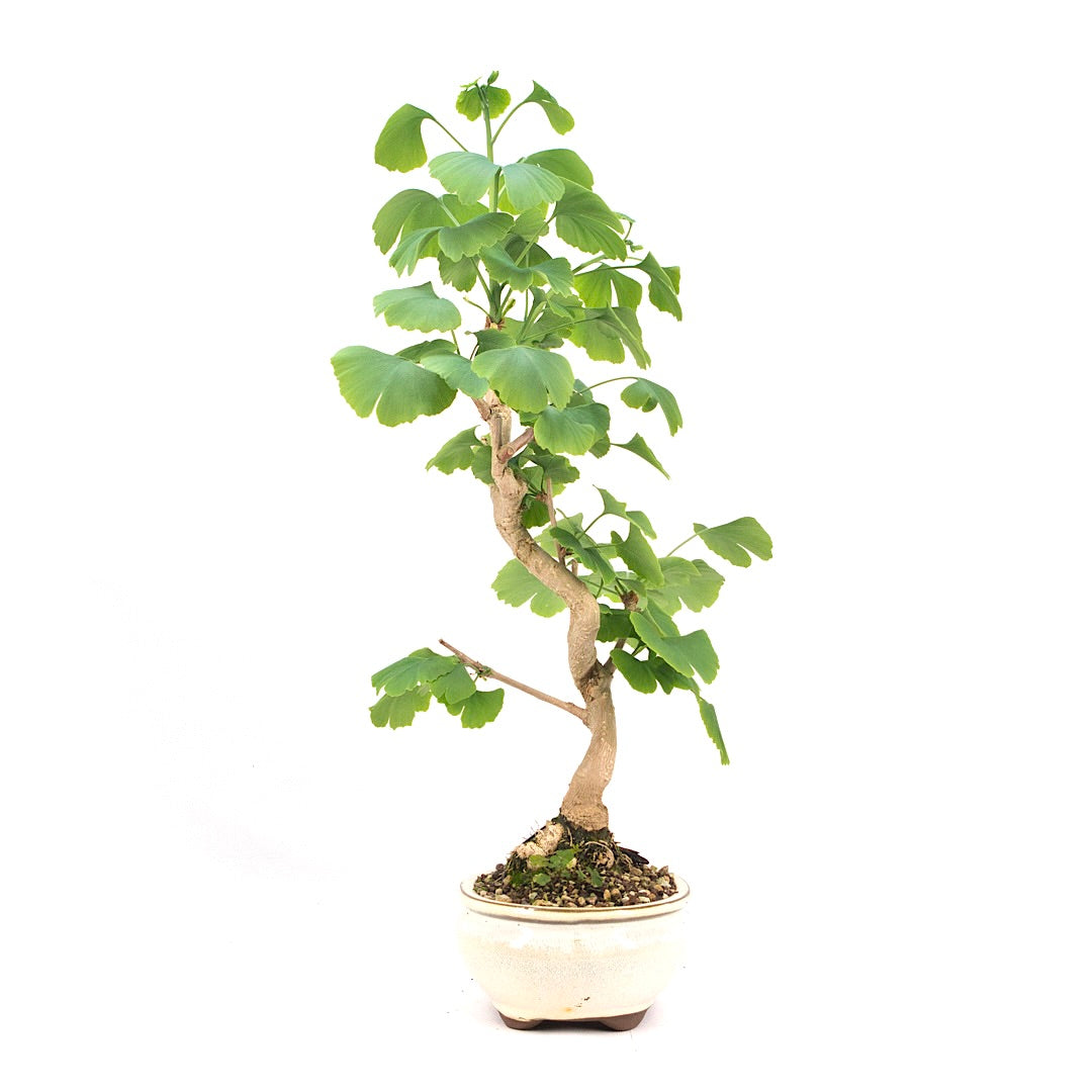 Ginkgo biloba 'Fächerblattbaum'