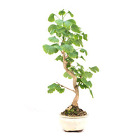 Ginkgo biloba 'Fächerblattbaum'