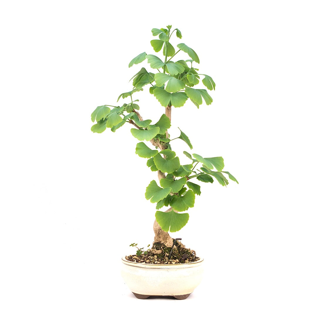 Ginkgo biloba 'Fächerblattbaum'