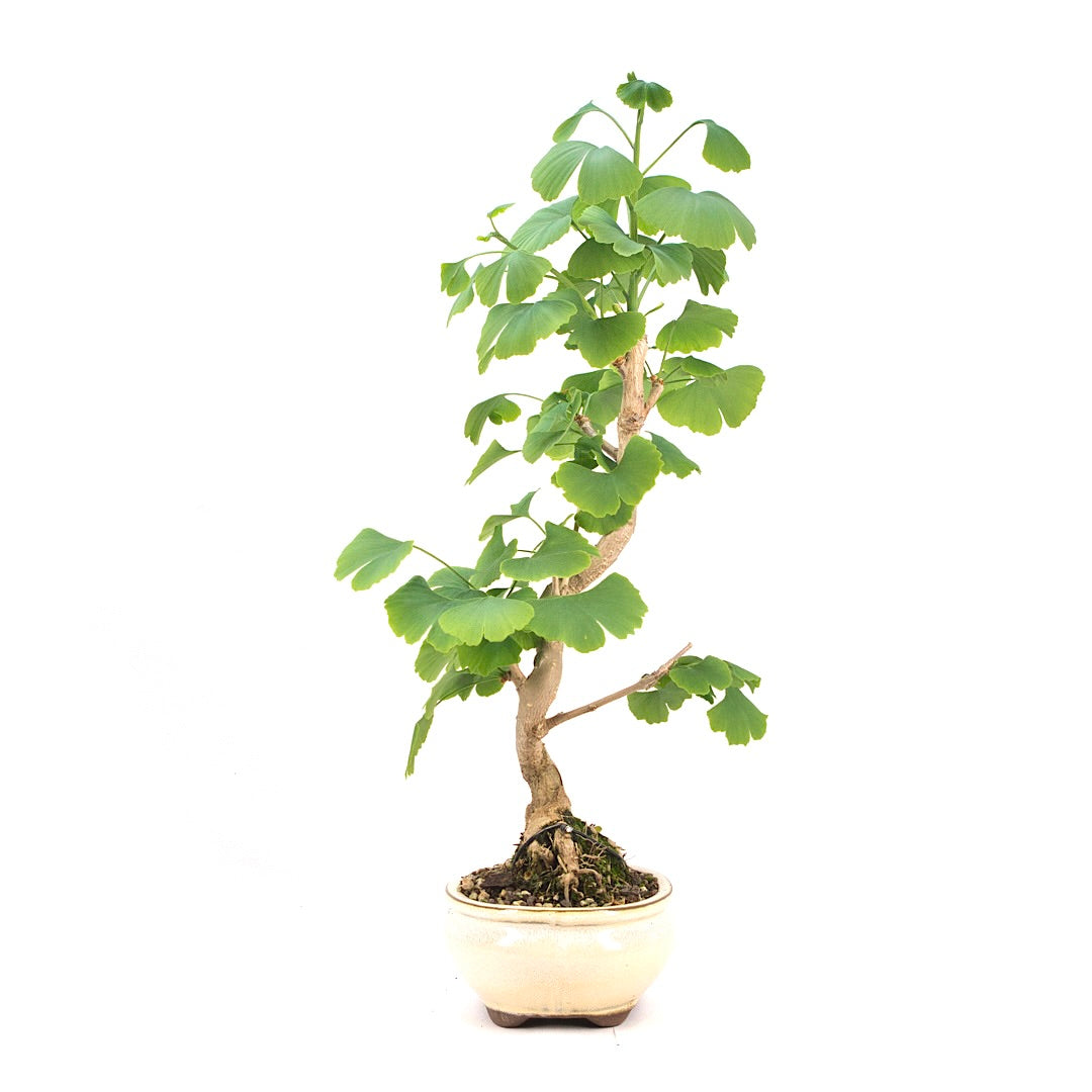 Ginkgo biloba 'Fächerblattbaum'