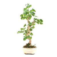 Ginkgo biloba 'Fächerblattbaum'