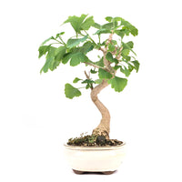 Ginkgo biloba 'Fächerblattbaum'