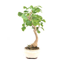 Ginkgo biloba 'Fächerblattbaum'