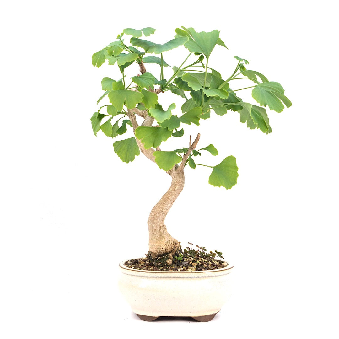 Ginkgo biloba 'Fächerblattbaum'