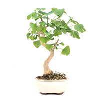 Ginkgo biloba 'Fächerblattbaum'