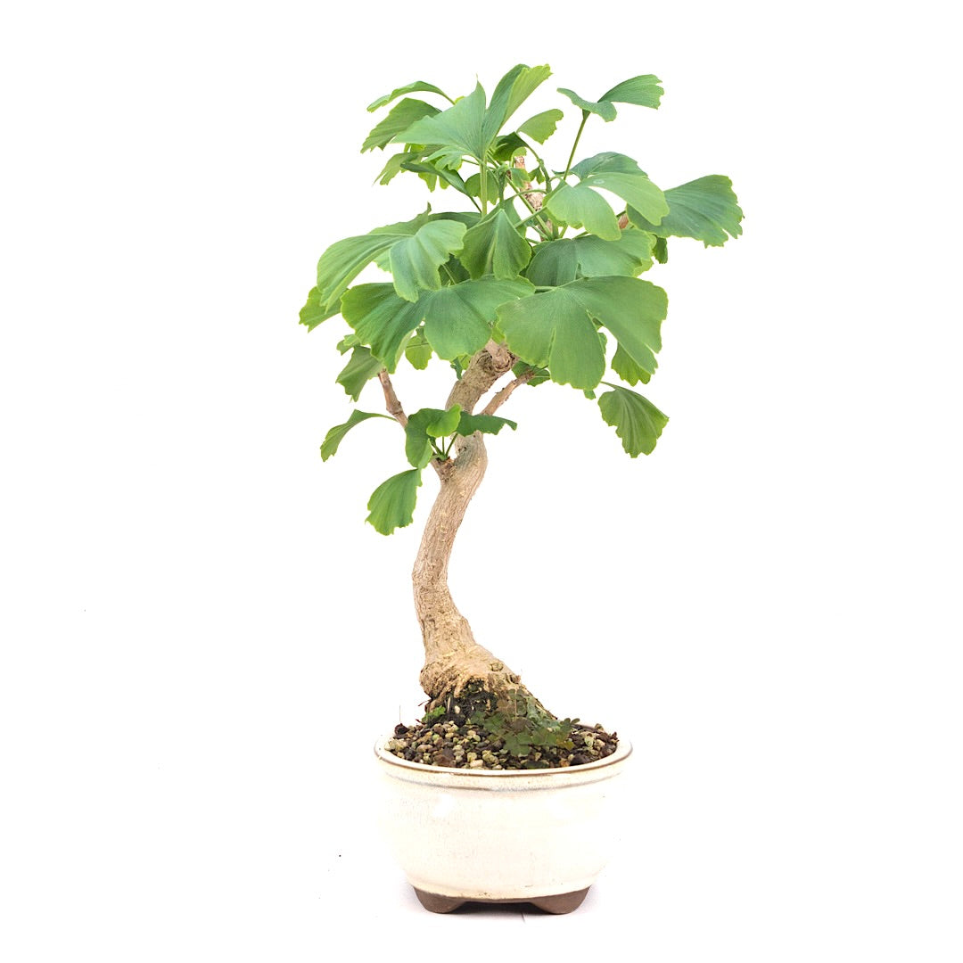 Ginkgo biloba 'Fächerblattbaum'