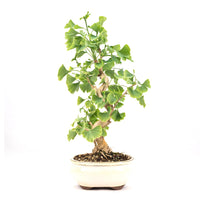 Ginkgo biloba 'Fächerblattbaum'