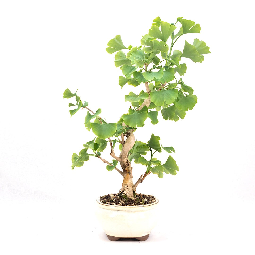 Ginkgo biloba 'Fächerblattbaum'