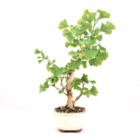 Ginkgo biloba 'Fächerblattbaum'